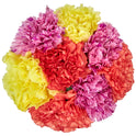 Fresh-Cut Rainbow Carnations Flower Bunch, Minimum 8 Stems, Colors Vary