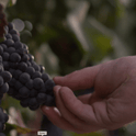 Bogle Petite Sirah Red Wine, California, 14.5% ABV, 750ml Glass Bottle, 5-150ml Servings