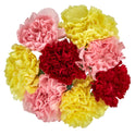 Fresh-Cut Rainbow Carnations Flower Bunch, Minimum 8 Stems, Colors Vary