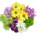 Fresh-Cut Small Rainbow Poms Flower Bunch, Minimum of 7 Stems, Colors Vary