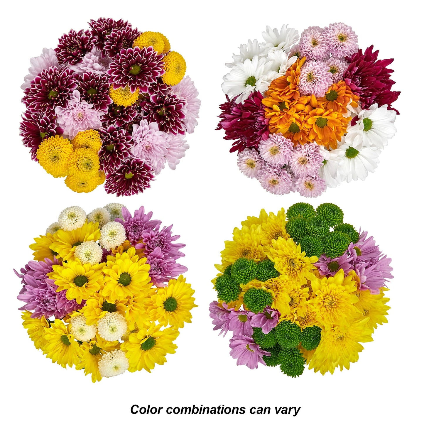 Fresh-Cut Small Rainbow Poms Flower Bunch, Minimum of 7 Stems, Colors Vary